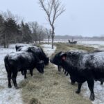 Cows eating brome hay rolled out on rotationally grazed winter pasture