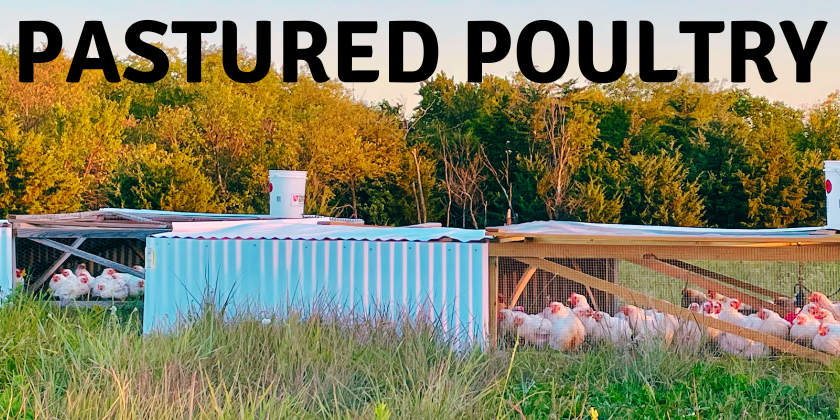 Pastured poultry picture with 2 movable shelters with meat birds