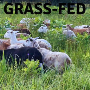 lambs grazing in a green pasture