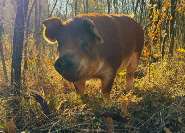 pastured pig in the trees